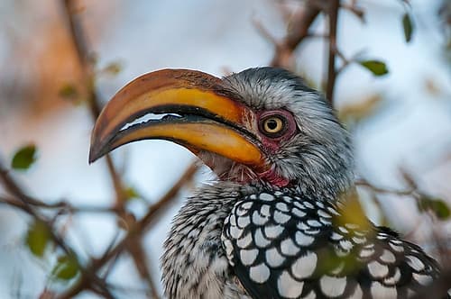 Close-up portrait of a southern yellow-billed hornbill Central Kalahari Game Reserve-Botswana Art Print